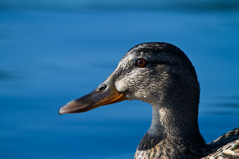 Mallard